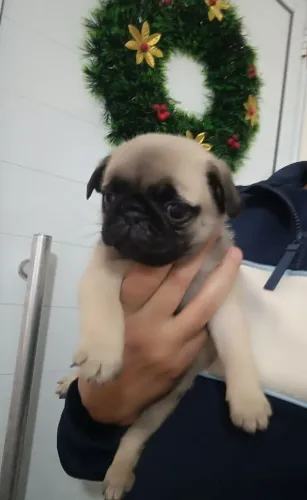 Filhotes de Pug Abricot Mini