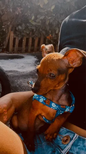 Pinscher