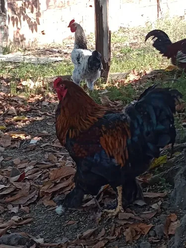 Vendo frangos
