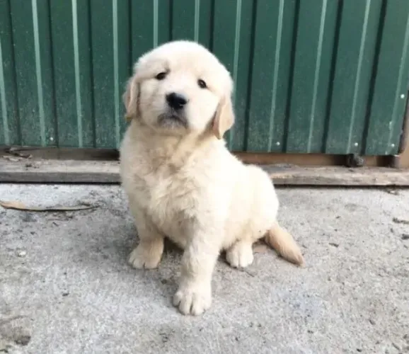 Filhotes de Golden Retriever | Um amigo cheio de doçura.