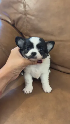 Machinho de Chihuahua 