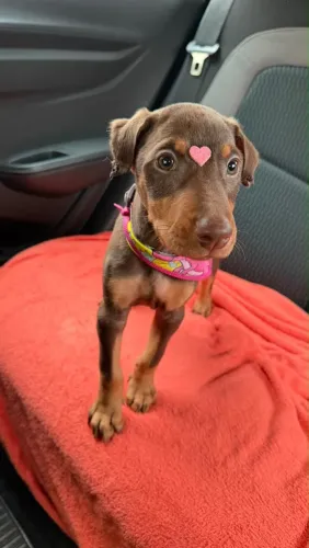 Doberman femea