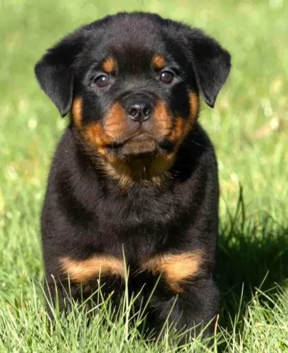 Rottweiler capa preta parcelo até 18x...p