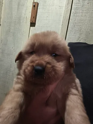 Golden retriever filhotes