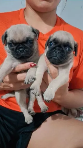 Pugs filhotes 