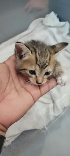 Gato filhote