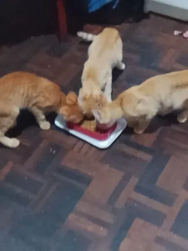 Doação de gatos fêmeas