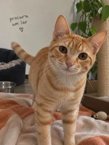 Gatinho laranja castrado