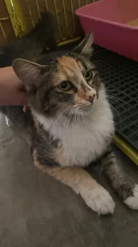 Gatinha fêmea castrada