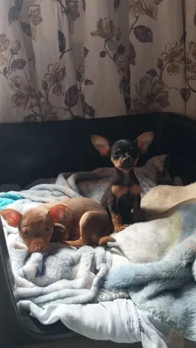 Vende-se pinscher macho número 1°