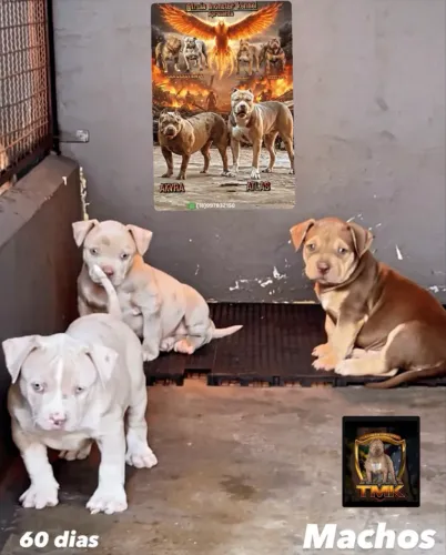 Filhotes de Pit moster de ótima qualidade 