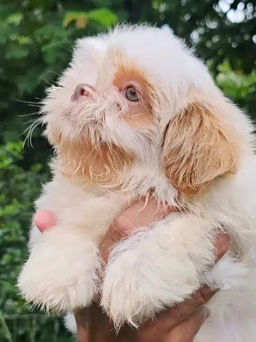 Shih-tzu Branco e Areia - RARIDADE Top