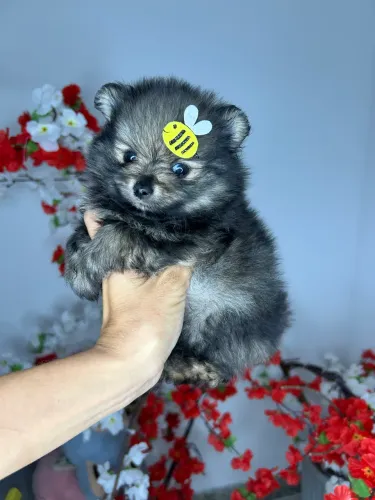 Spitz alemão fêmea