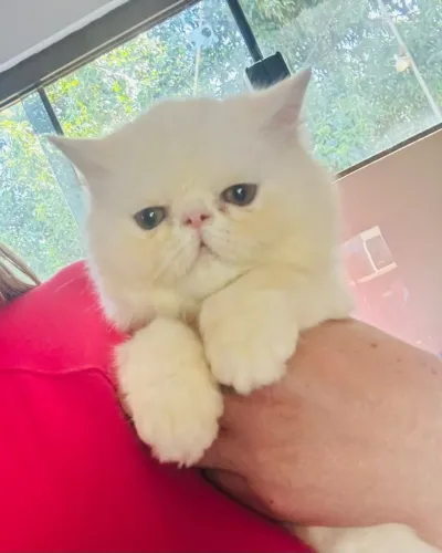 Gato Persa lindos filhotinhos com beleza marcante