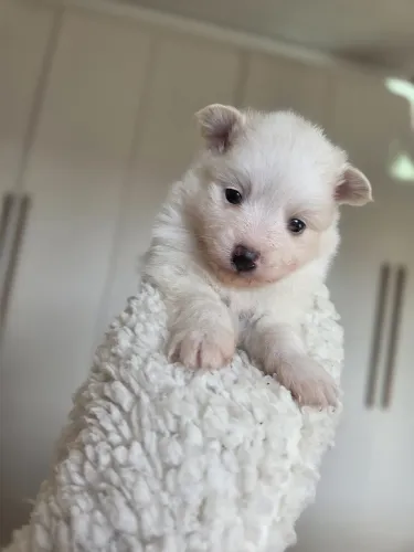 Cachorro