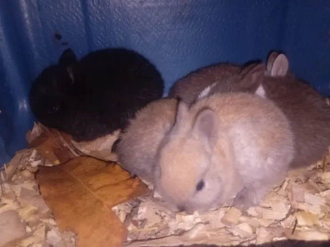 Coelhos e bioterios