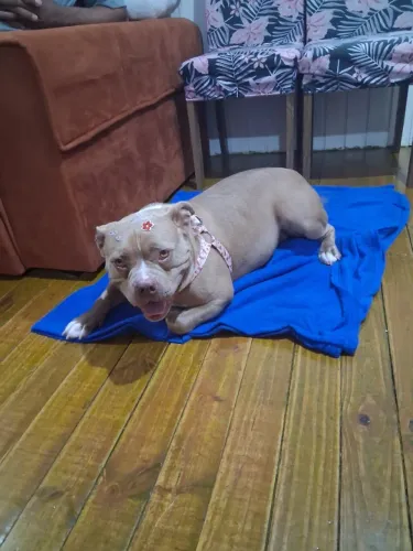 Cachorra femea
