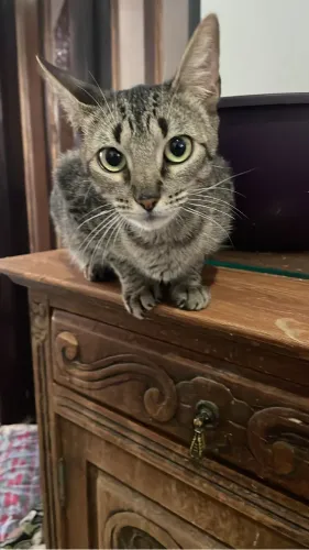 Gata para adoção 