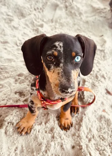 Cachorra Dachshund mofado