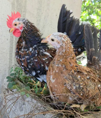 Casal de Mini Garnizé
