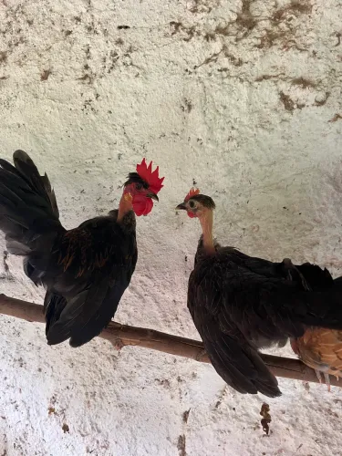 Casal de mini garnisés 