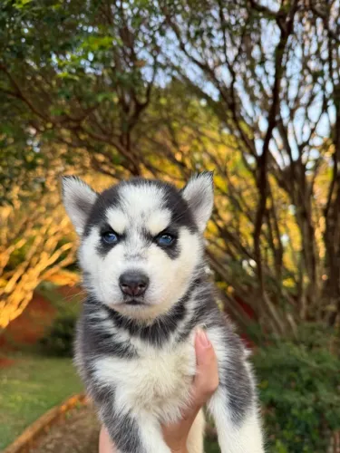 Husky siberiano cheios de energia