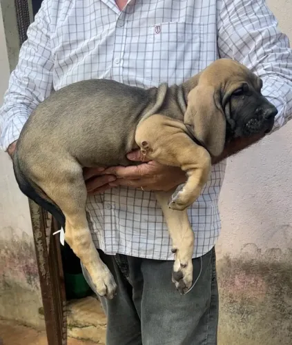 Fila Brasileiro fêmea pedigree CBKC