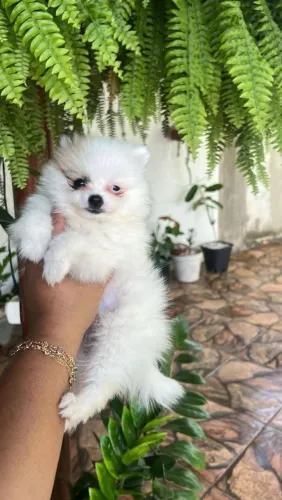 Spitz Alemão lindo