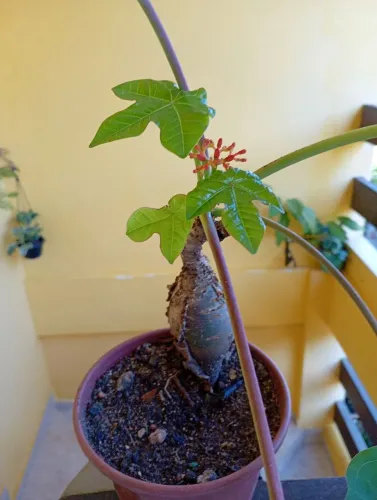 Planta Jatrofa Vermelha 30,00