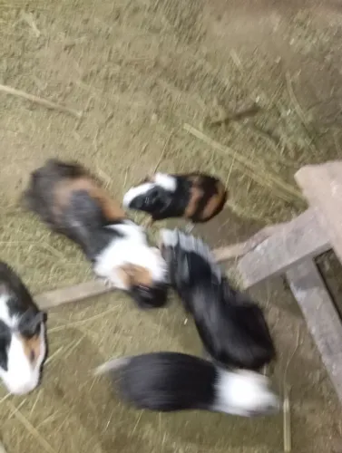 Vendo lindos porquinhos da índia bem mansinhos 