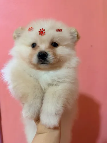 Filhote de Spitz alemão FÊMEA