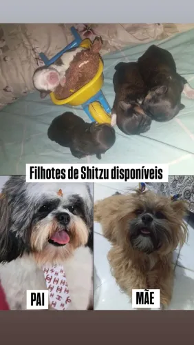 Filhotes de Shitzu a venda