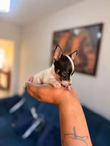 Pinscher