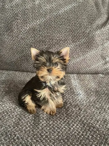 Yorkshire macho puro mini