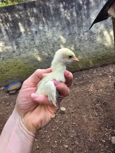 Peru filhote 