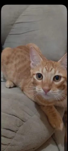 Gata ruiva 