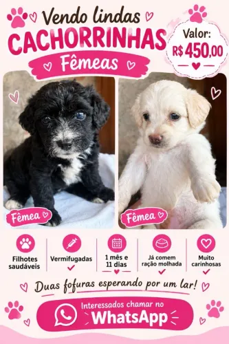 VENDO LINDAS CACHORRINHAS