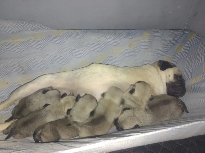 Lindos filhotes de pugs