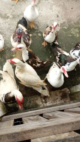 10 patos