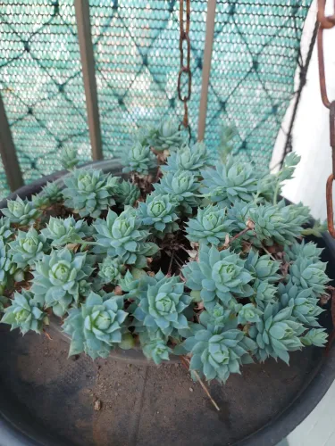 Kit (4 itens) para Jardim Vertical: 1 Planta Suculenta + 3 itens 