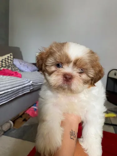 Lindos Filhotes de Shih Tzu raça pura