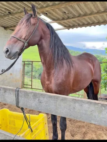 Cavalo manga larga