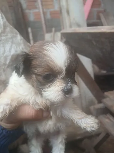 Vende se lhasa