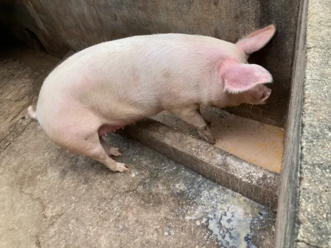 Porca prenha 