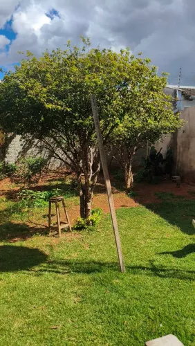 Jaboticabeira adulta produzindo a 25 anos.