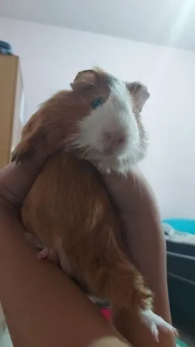 Porquinho da índia 