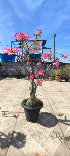 Rosa do deserto