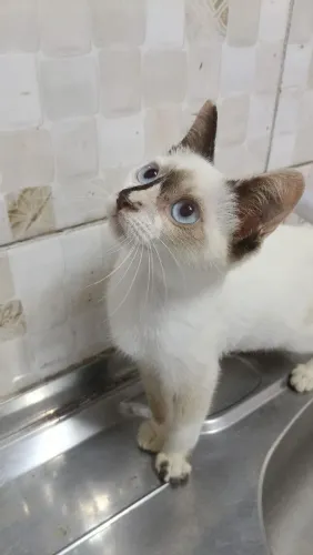 Gatinha pra adoção