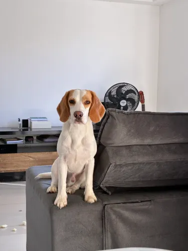 Beagle filhote