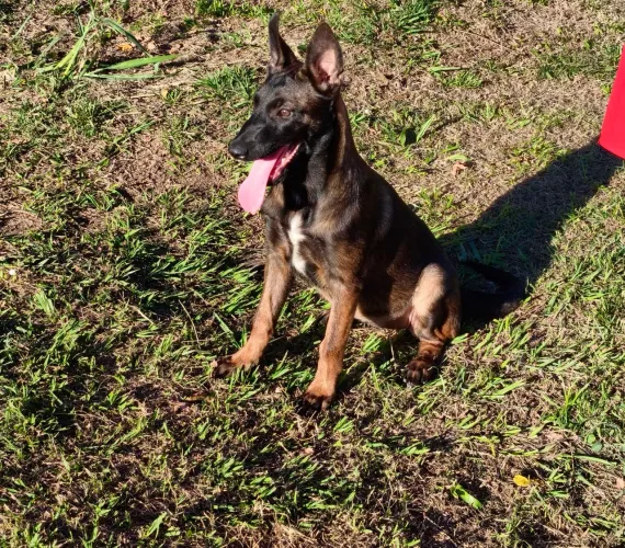 Filhote de Pastor belga malinois